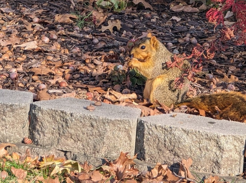 Squirrel Removal near Woodruff Place